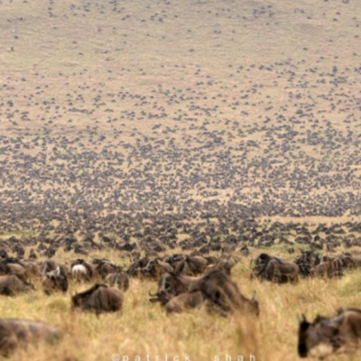 Timeline: THE GREAT MIGRATION