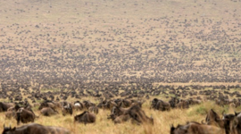 Timeline: THE GREAT MIGRATION