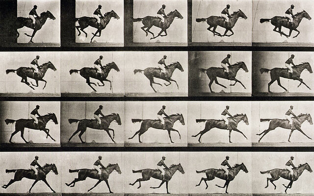 Horse Bet