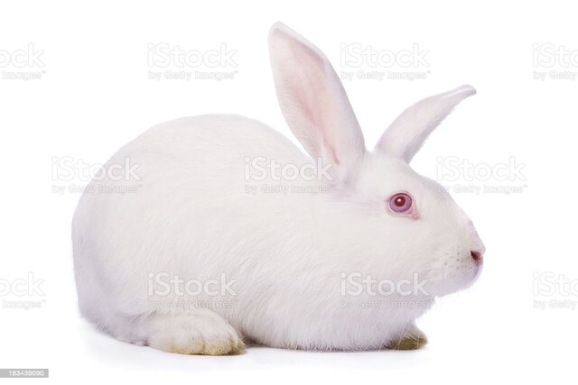 COMPRATO IL MIO CONIGLIETTO!