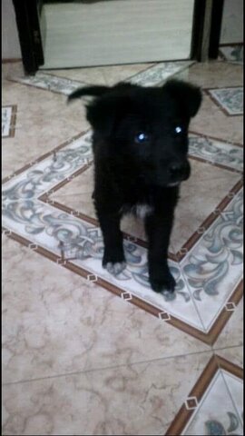 Llegada de mi mascota