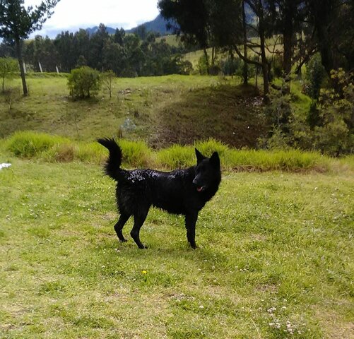 Perdida de mi mascota