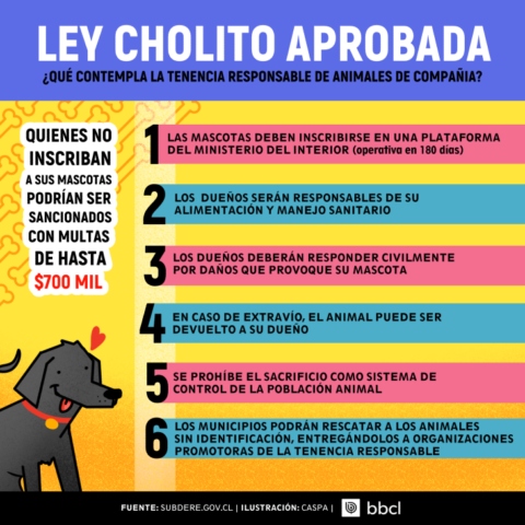 Ley Cholito.