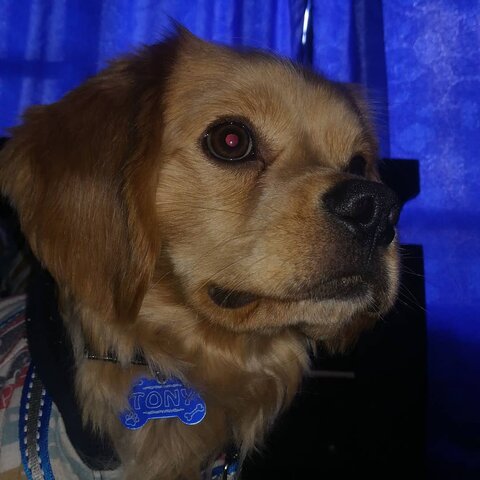 el dia que llego mi perro