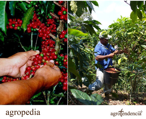 Primer cultivo de Café