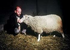 LA OVEJA DOLLY (Roslin de Edimburgo, Ian Wilmut y Keith)