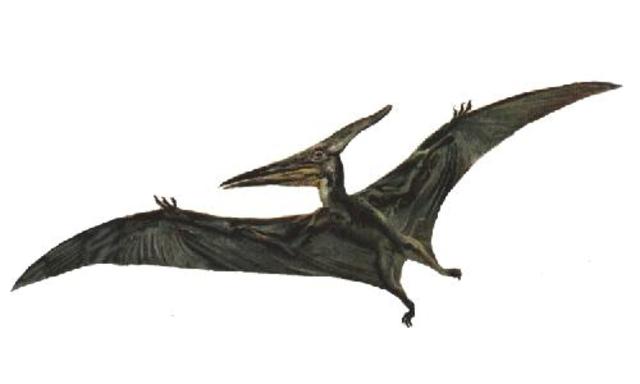 Scientists discover a new kind of flying dinosaur