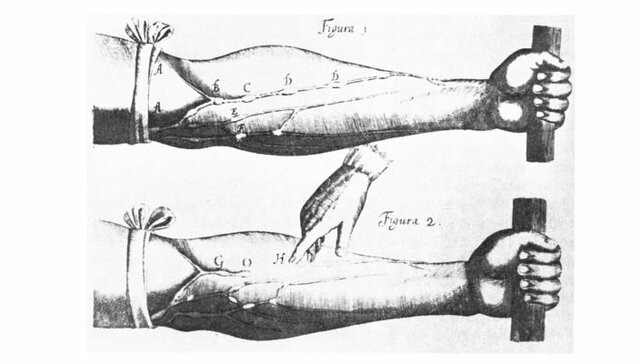 Harvey demuestra  la circulación de la sangre y publica Un estudio anatómico sobre los movimientos del corazón y la sangre de los animales,