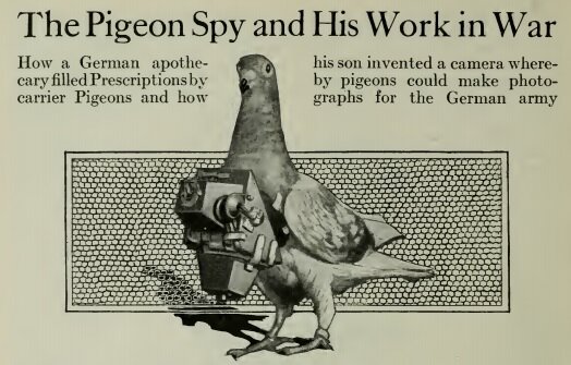 Carrier Pigeons
