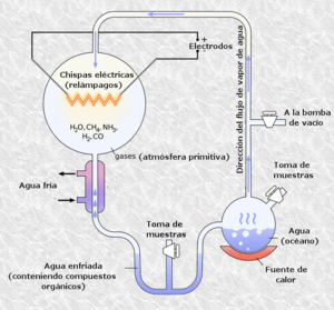 Stanley Miller y Harold Clayton Urey (Teoría de la evolución química)
