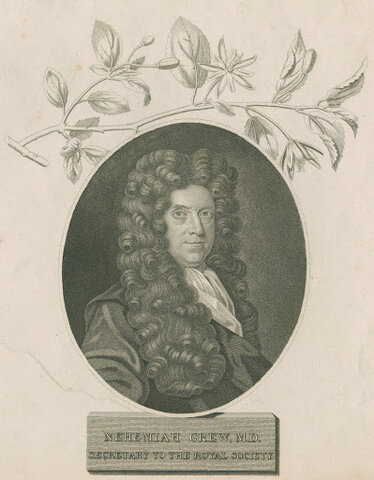 Nehemiah Grew (inglés, 1641-1712)