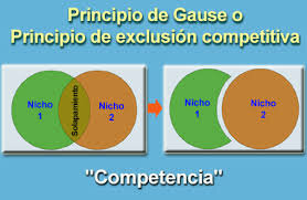 Principio de exclusión competitiva