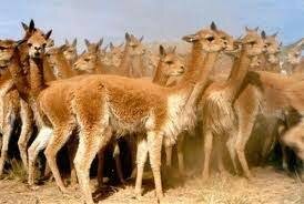 ECOLOGÍA DE POBLACIONES Y ECOLOGÍA EVOLUTIVA