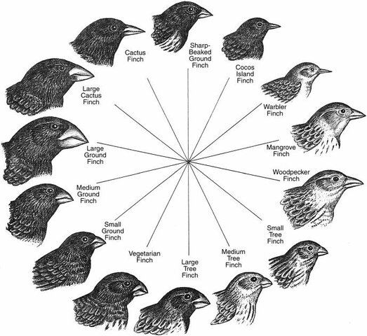 Evolutionary Research