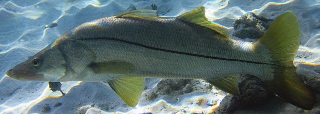 Se declara veda del 14 de Junio al 14 de Julio