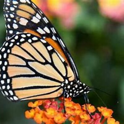 Timeline: Life Cycle of a Butterfly