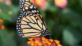 Timeline: Life Cycle of a Butterfly