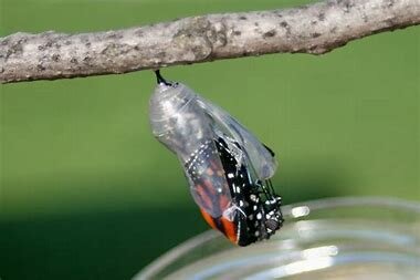Butterfly hatches