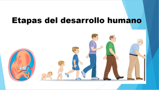 ETAPAS DEL DESARROLLO HUMANO
