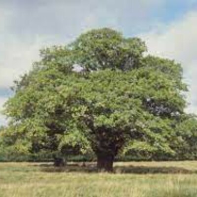 Timeline: ציר זמן אישי ולאומי עלמה כיתת אלון