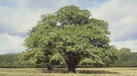 Timeline: ציר זמן אישי ולאומי עלמה כיתת אלון