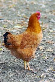 A tyúk elkezdett kotlani