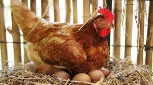 Elhelyezzük a tojásokat a tyúk alá