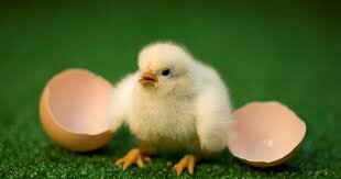 3 hét után az egyik kiscsibe megtörte a tojást