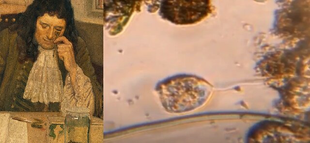 El microscopio de Anton van Leeuwenhoek