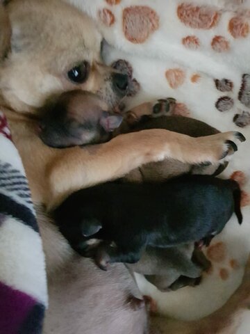 Mis cachorritos recién nacidos