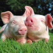 Esplosione di Booby Junior