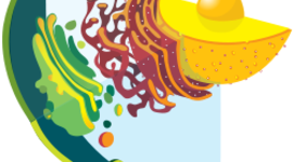 Timeline: Línea Temporal: Historia Biología Celular y Molecular