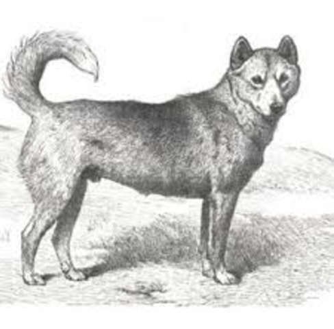 Perro de las tuberas