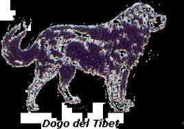 Dogo Tibet