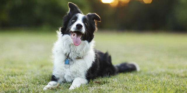 Aparición de los perros domésticos