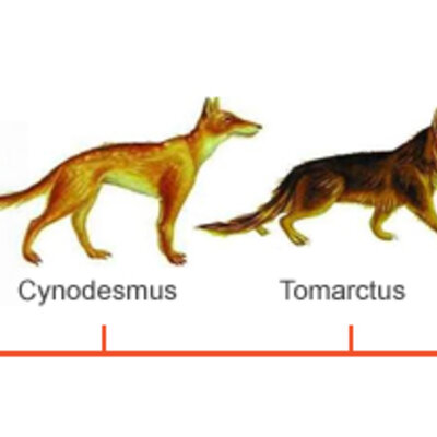 Timeline: Evolución del perro