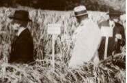 Battle for Grain