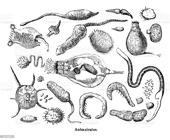 -Anton Van Leeuwenhoek