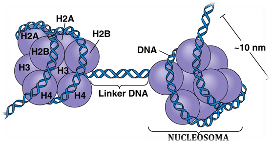 Estructura de la cromatina, nucleosoma