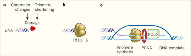 Robert L. Dilley y colaboradores
