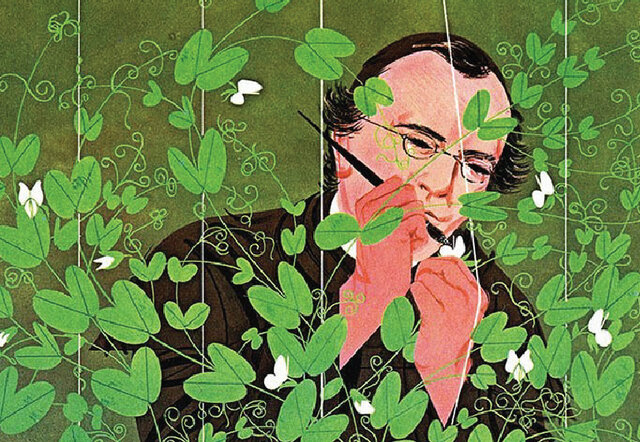 Pisum sativum (arveja o guisante)