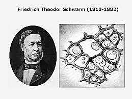 Hallazgo de células en los tejidos animales