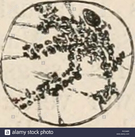 Descubrimiento de la nucleína