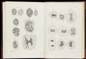 Redescubrimiento de las genética mendeliana