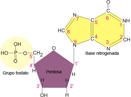 ribosa (CHO) en el ácido ribonucleico (ARN) y desoxirribosa (CHO) en el ADN