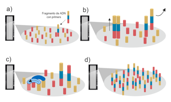 Secuenciacion de nueva generación (NGS)