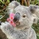 Koala with flowers