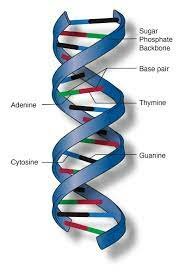 DNA Double Helix