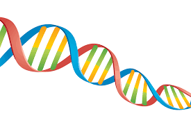 DNA profiling process is developed