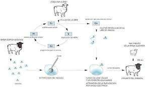 Primer clon a partir d'una mamifer adult
